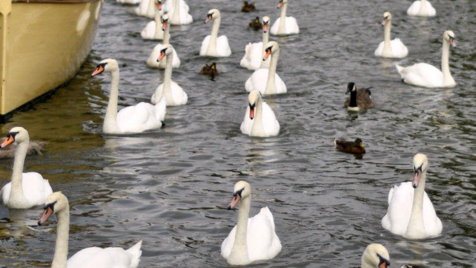 Swans in Stratford-upon-Avon