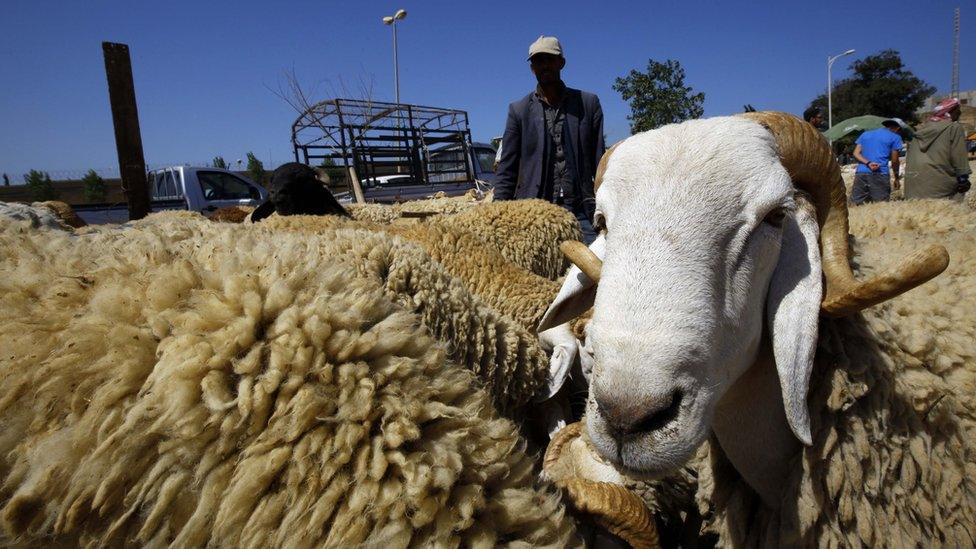 Sheep for sale in Algiers before Eid al-Adha