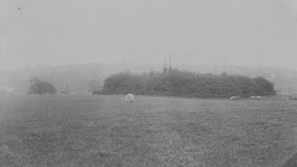 Sheep grazing on the heath