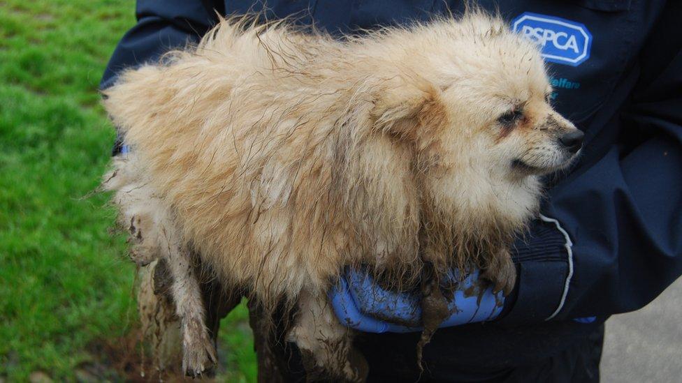 One of the Pomeranian dogs