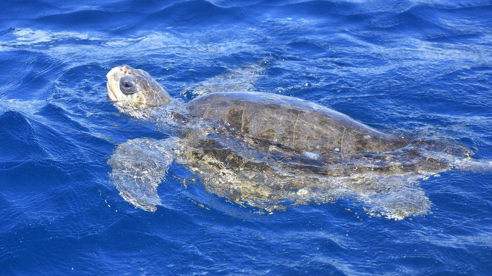 olive-ridley-sea-turtle.