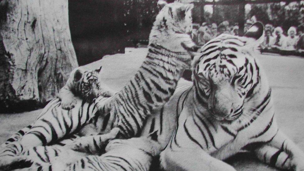 Three white tiger born in 1969