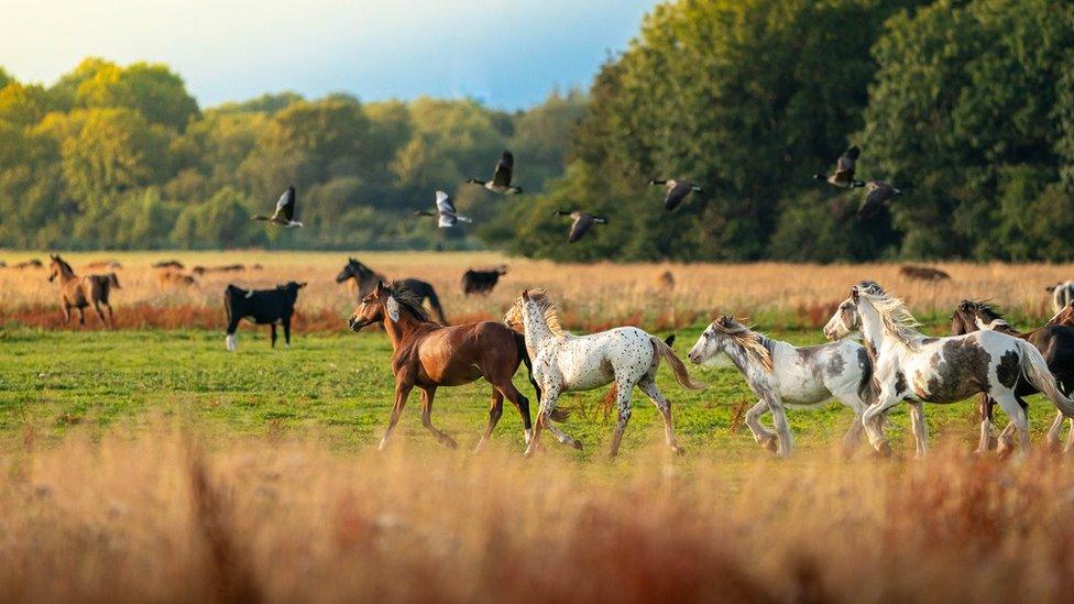 Port Meadow in Oxford