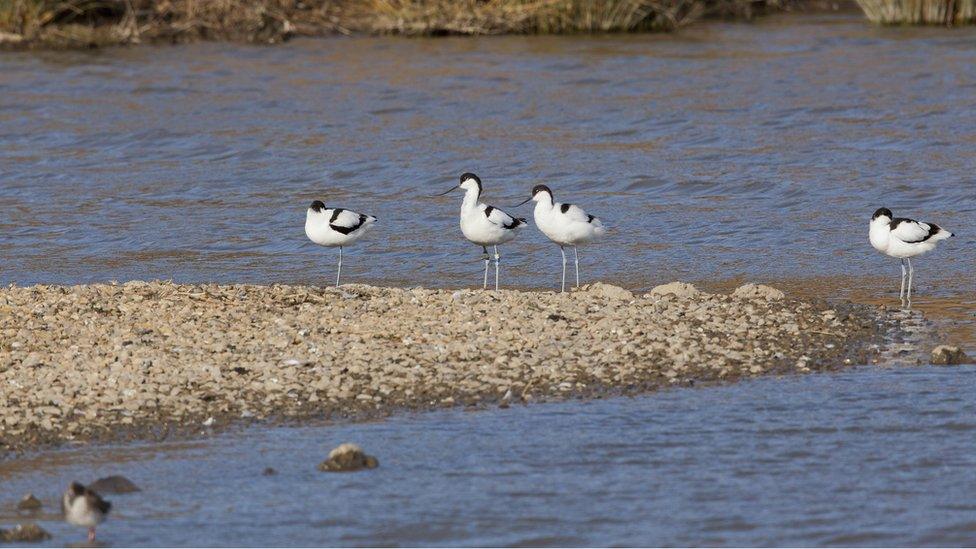 Avocets