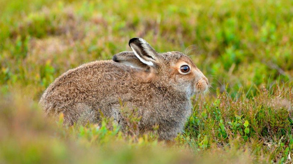 Mountain hare