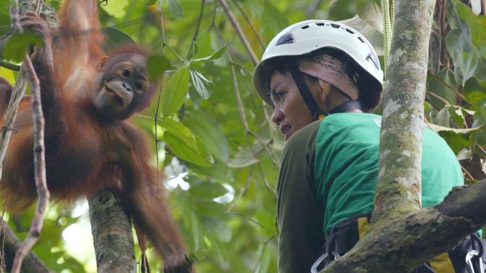 An orphan orangutan climbs high in the treetops with his caregiver