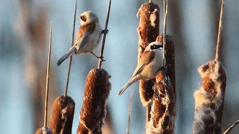 Penduline tits