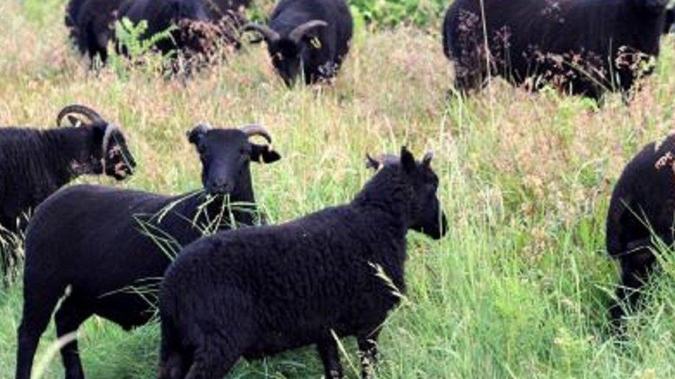 Sheep on the hill fort