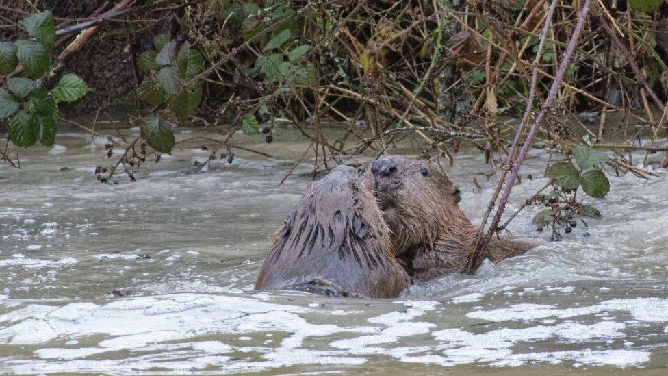 Beavers