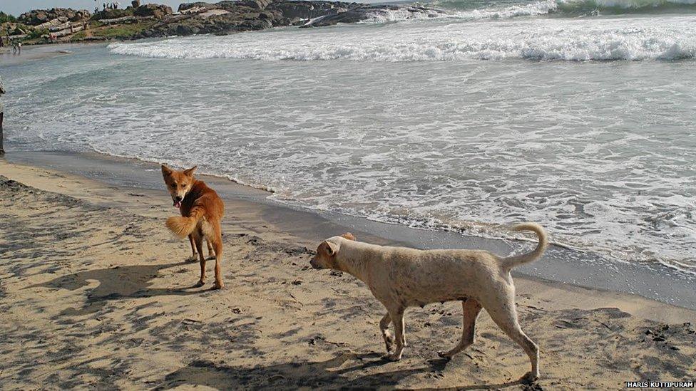 Dogs in Kerala