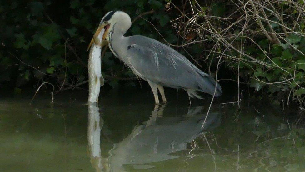 Heron versus pike near Abingdon