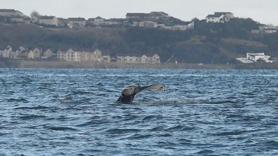 Humpback whale