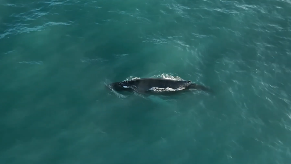 Humpback whale in Cornwall