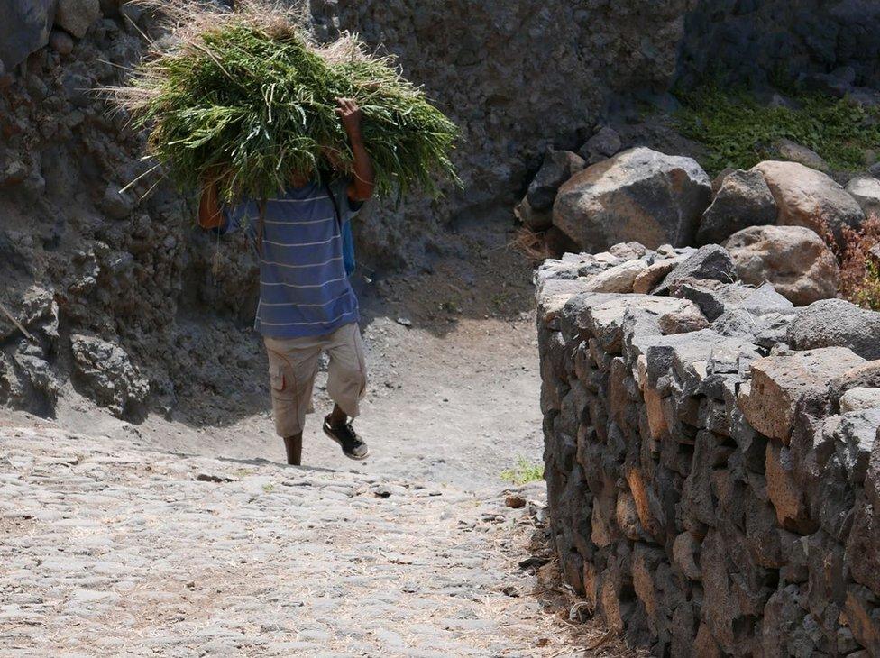 Man Carrying fodder on the Island of Santo Antao, Cape Verde.