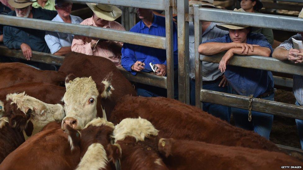 Stockmen watch a cattle auction, Australia