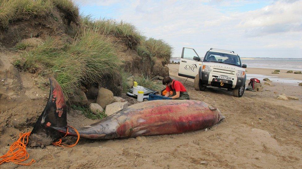 One of the Cetacean Strandings Investigation Programme team at a stranding