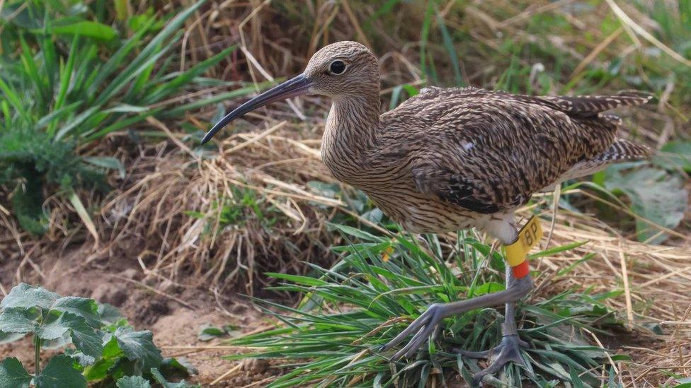 Curlews released