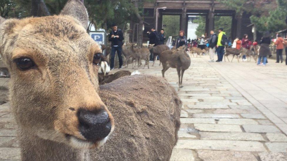 Deer in Nara