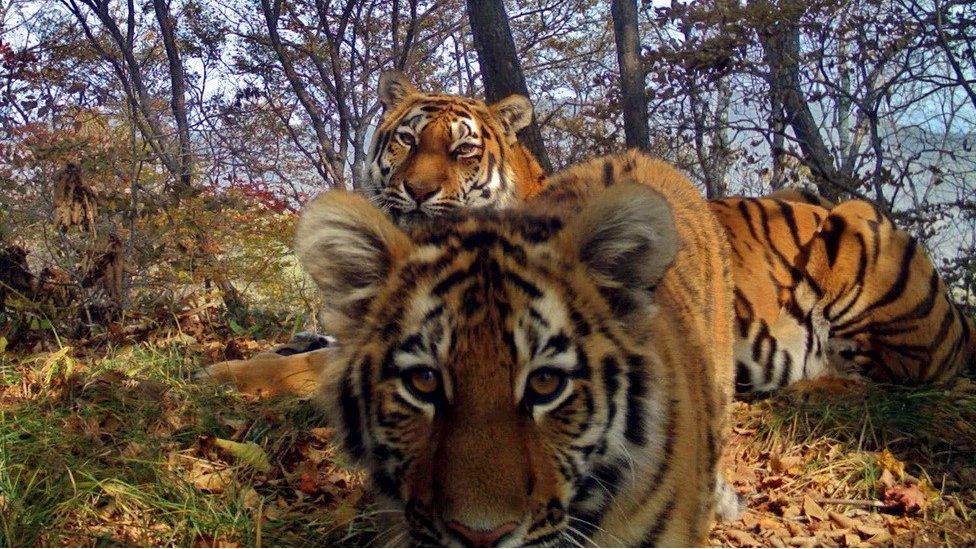 Siberian tigers in the Land of the Leopard national park, Siberia (July 2017)