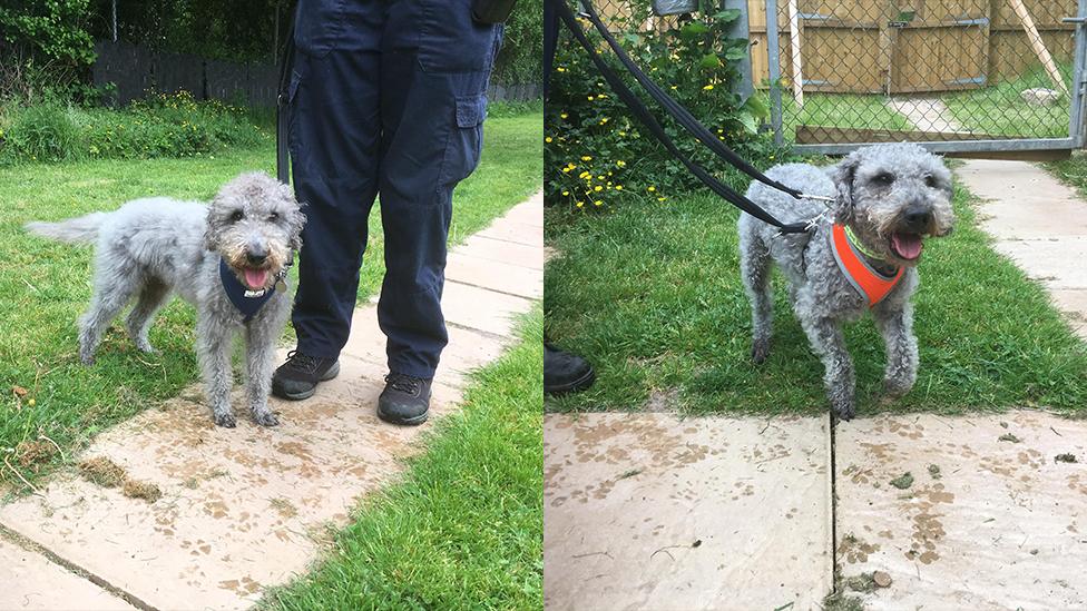 The two grey dogs who were sexually abused