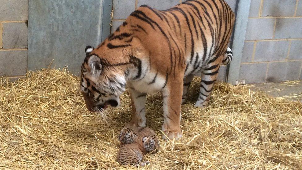 Minerva the Amur tiger with cubs