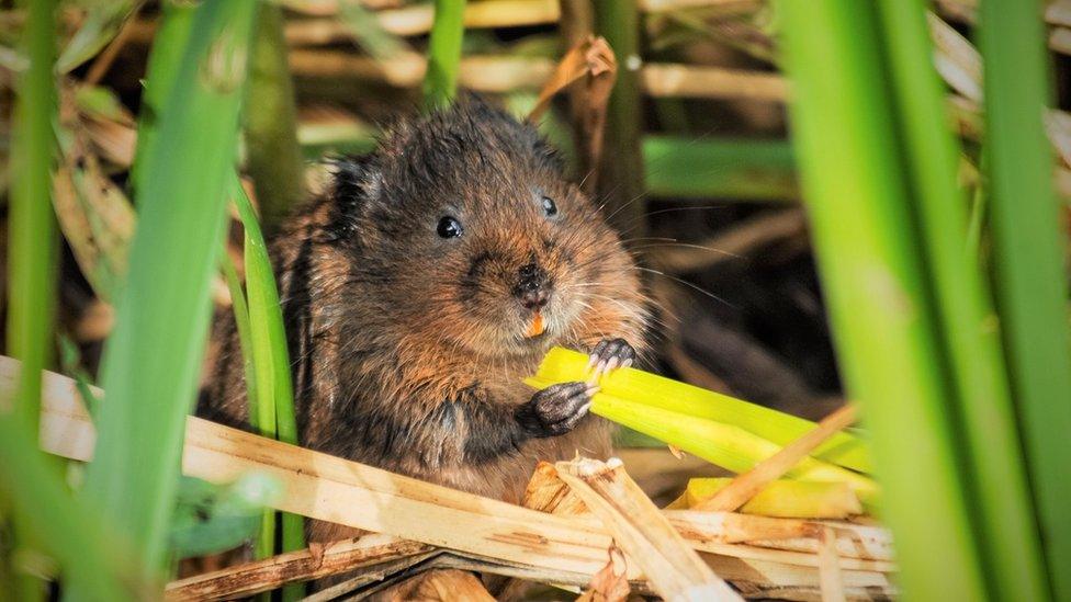 a water vole