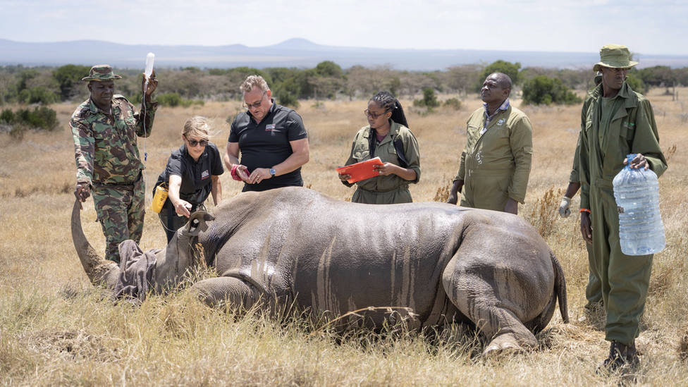 Embryo transfer in southern white rhino