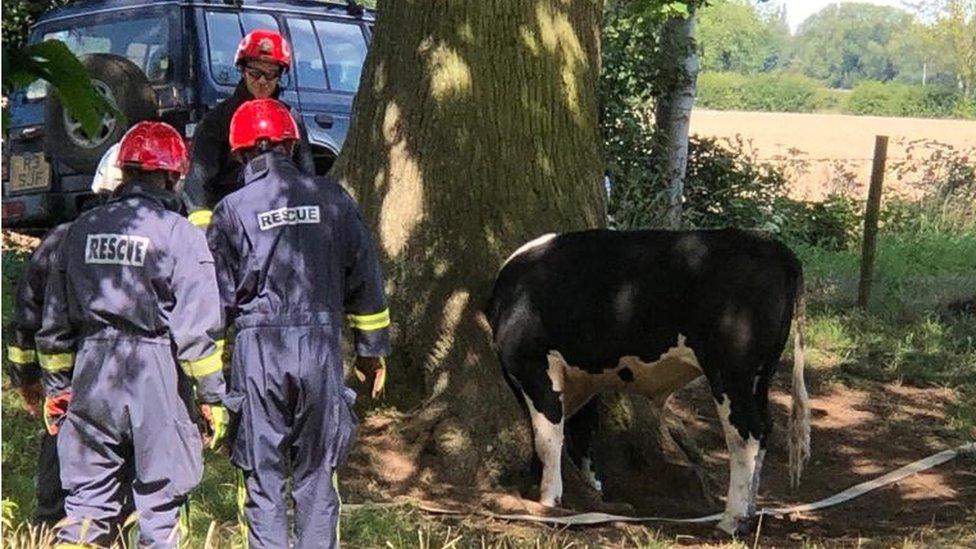 Cow stuck in tree