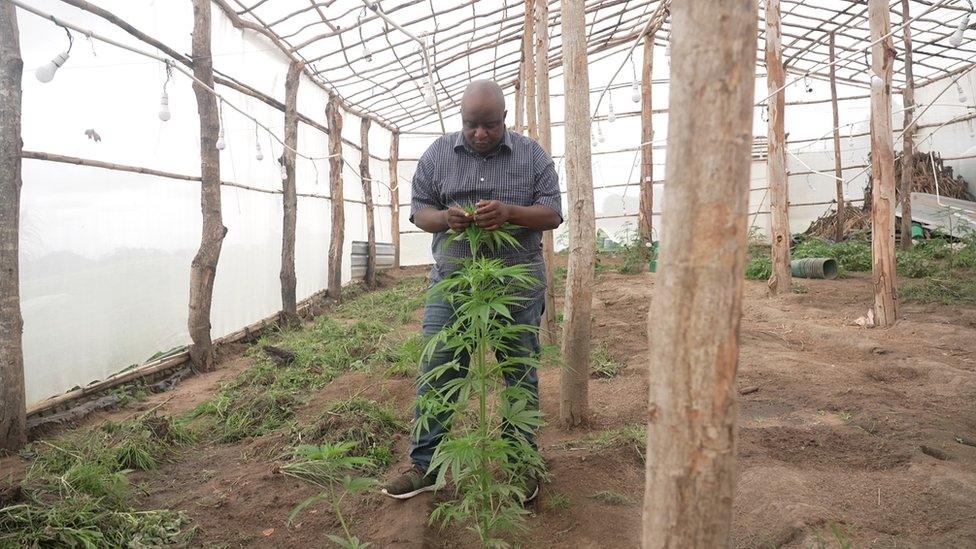 Man looking at his cannabis plant