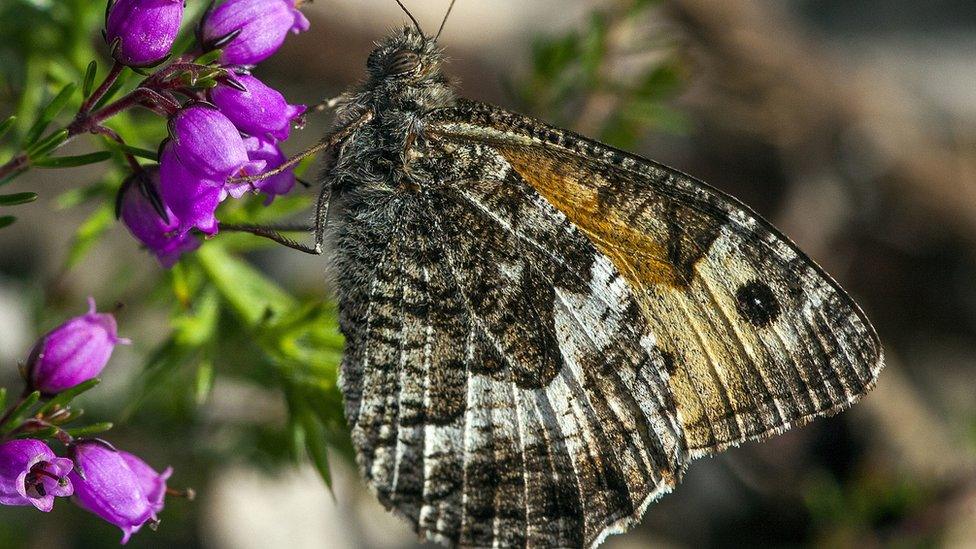 Butterfly on a flower