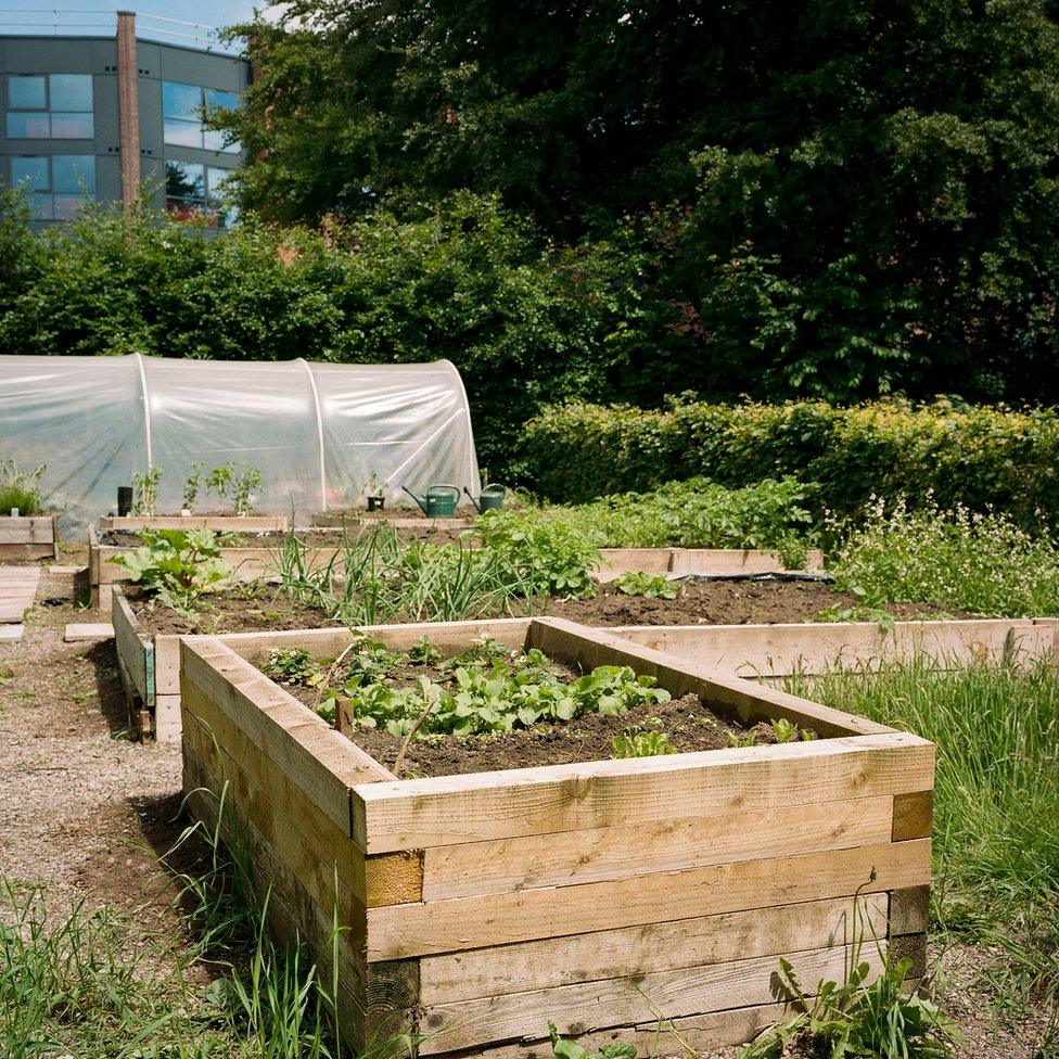 Raised vegetable beds