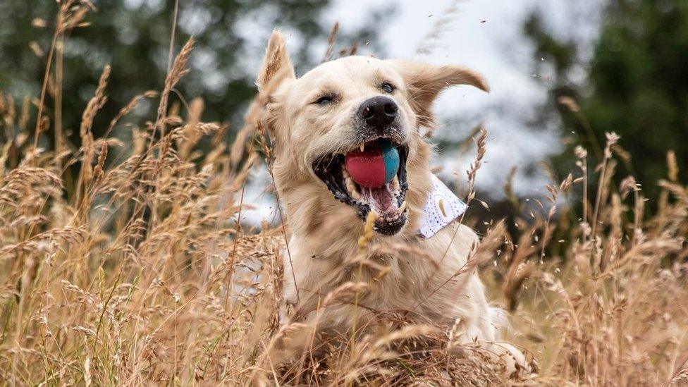 Koda the dog with a ball in its mouth