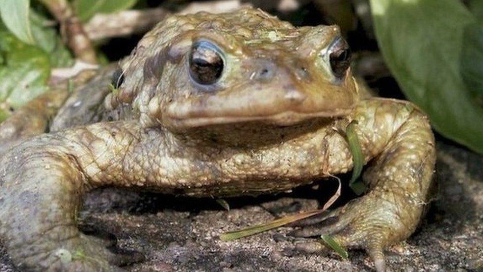 Jersey toad