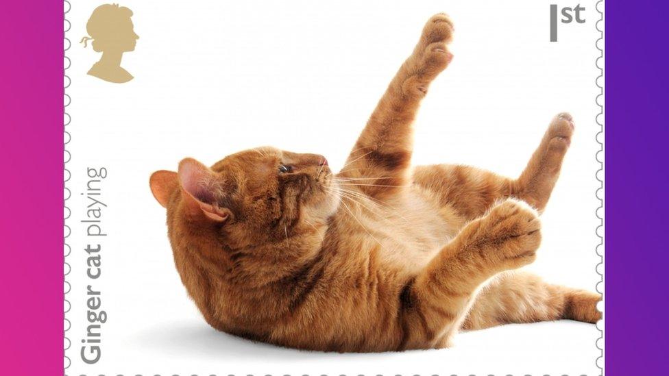ginger cat