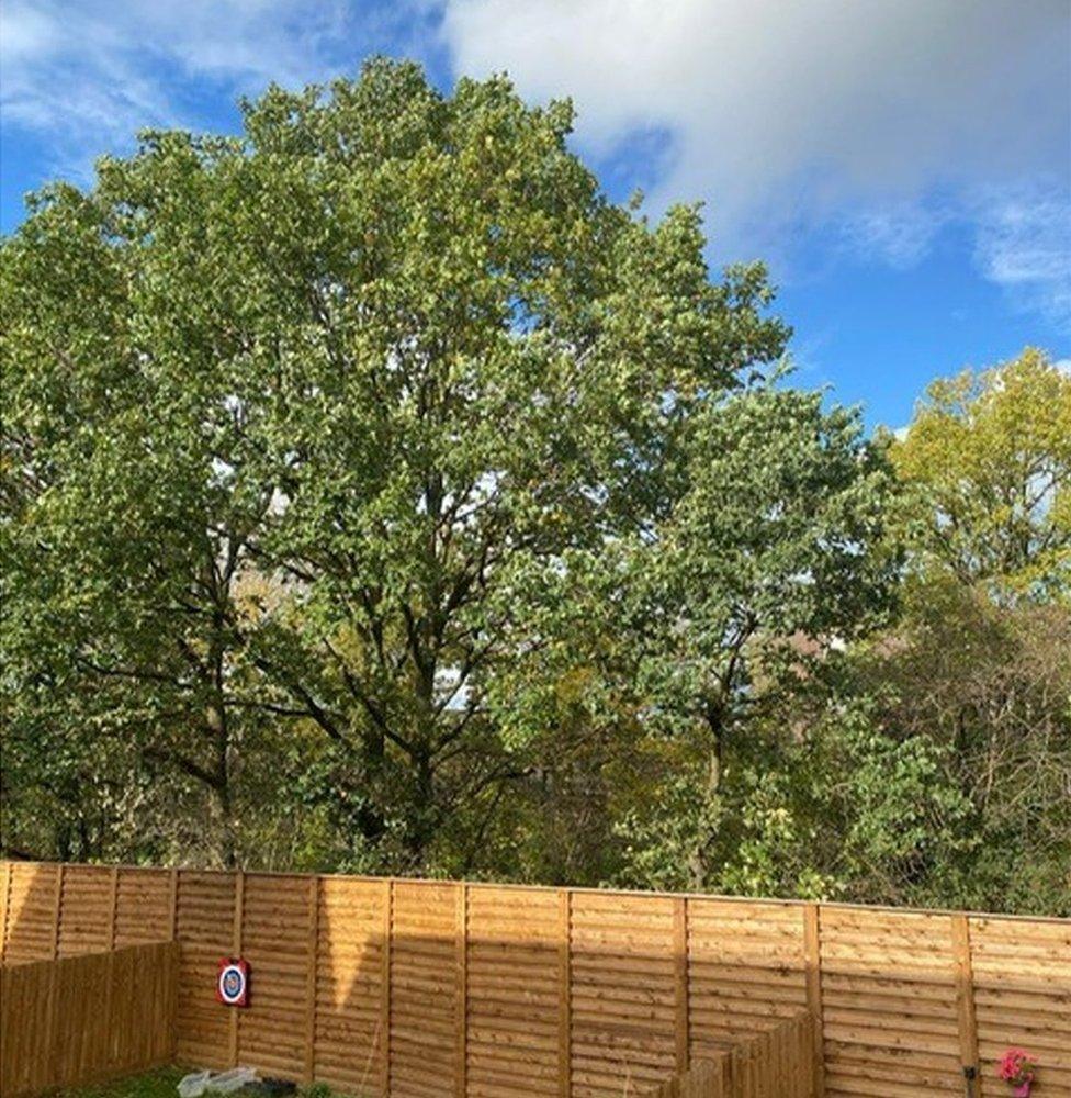 Mature trees along side a railway line in Wollaton, Nottingham