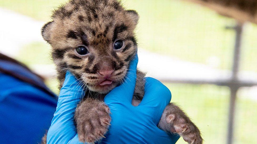 One of two newborn clouded leopard kittens being held up by a zookeeper