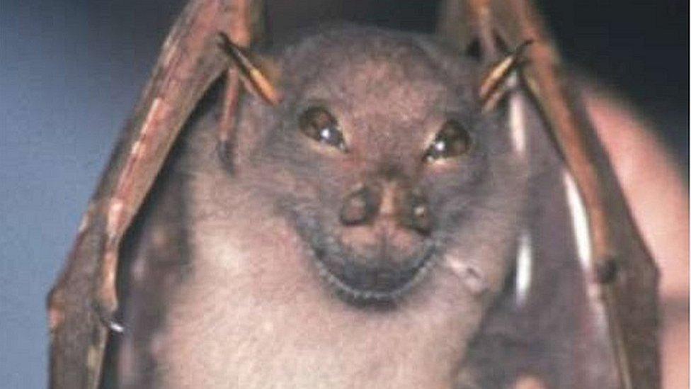 'Yoda' bat