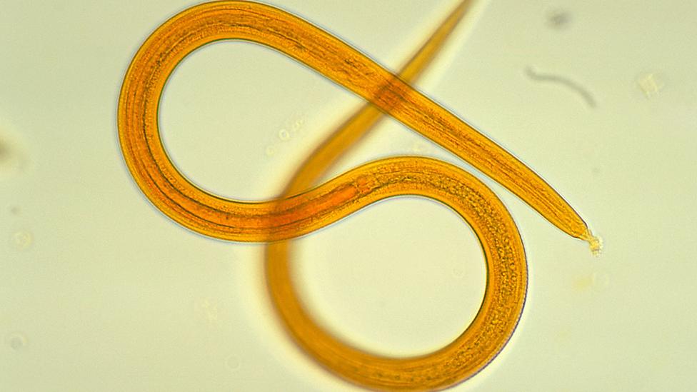 Parasitic worm