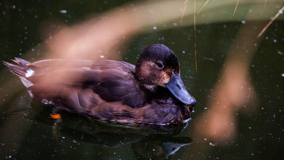 Baer's pochard duck