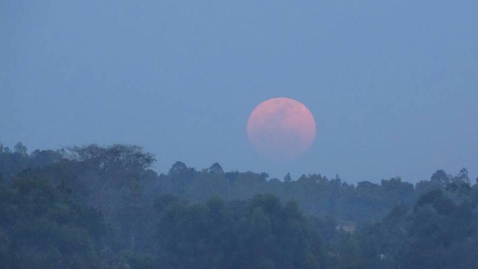 The supermoon appearing orange above some trees