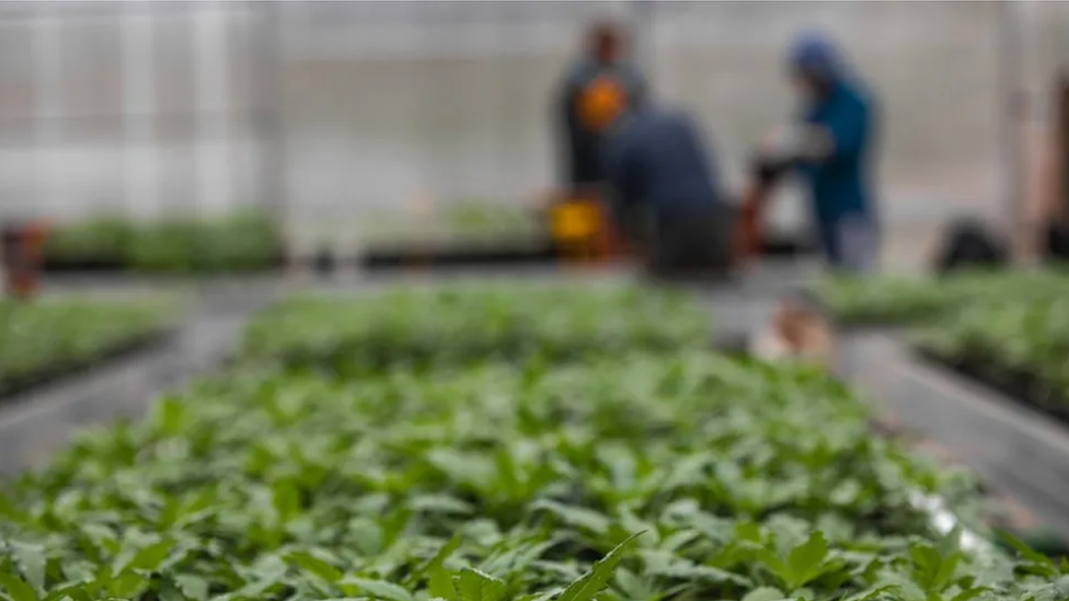 Blurred figures of farm workers in front of trays of plants