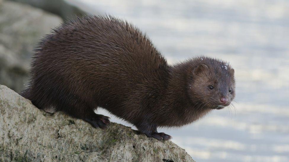 American mink