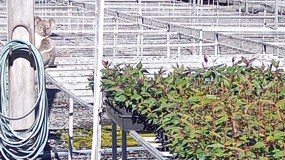 A koala sits on a pole near seedlings