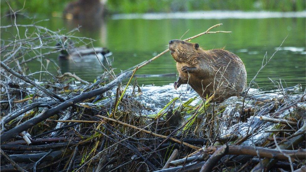 A beaver on top of a dam