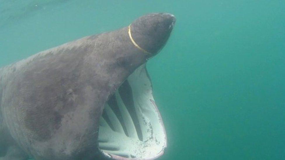 Basking shark in Manx waters