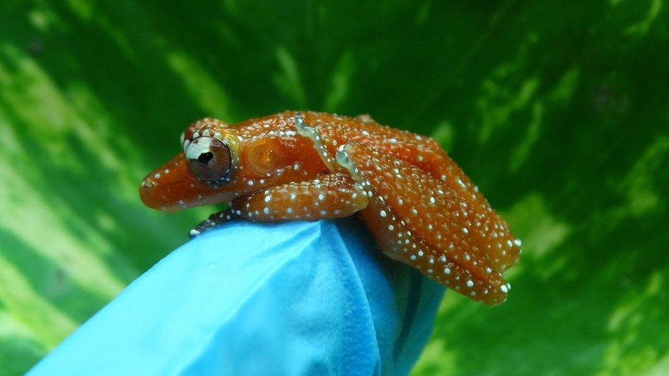 Orange-coloured Cinnamon froglet sitting on a keeper's finger