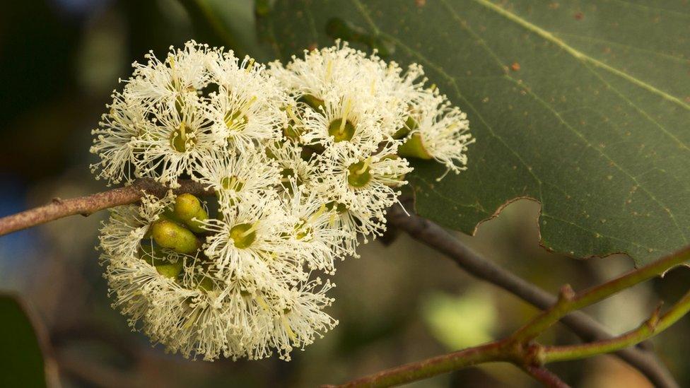 A flower blooms on a eucalyptus regnans