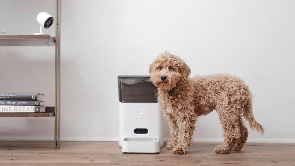 Petnet feeder and dog