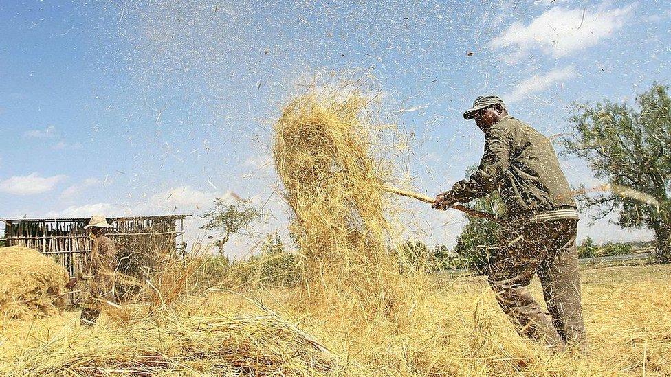 Photo taken on February 20, 2014 shows a farmer winnowing a dried teff crop to separate seeds from stalks at Ada village in Bishoftu town, Oromia region of Ethiopia.