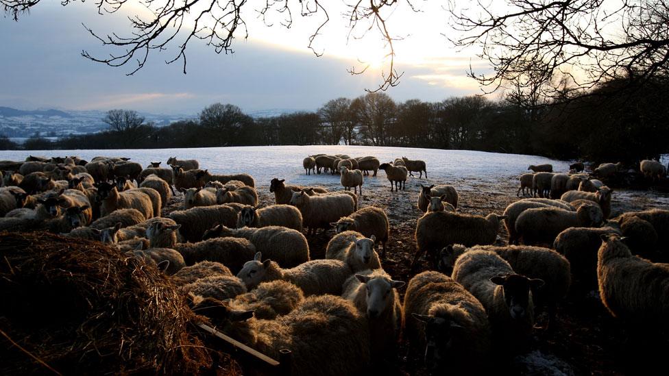 Sheep in Powys